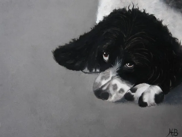 Lieve hond