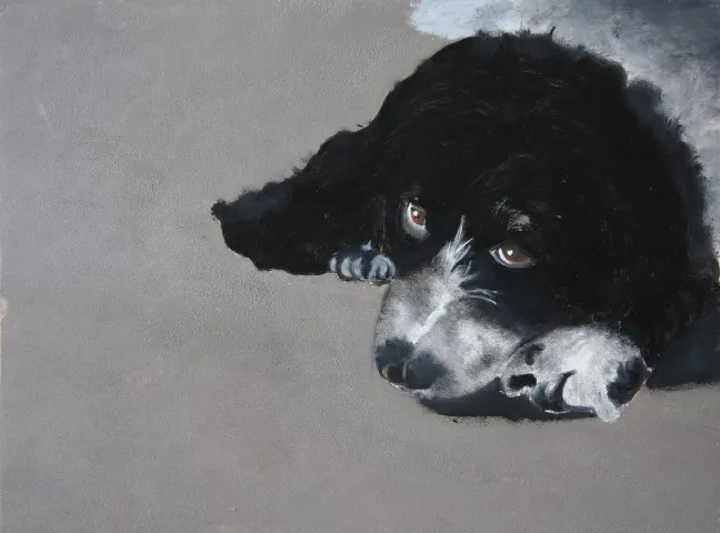 Sleepy Dog