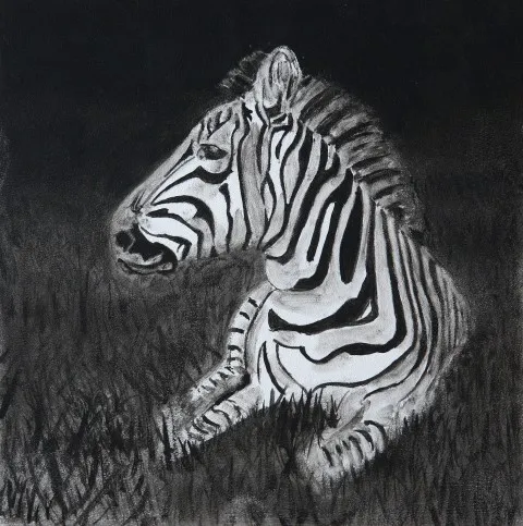 Zebra