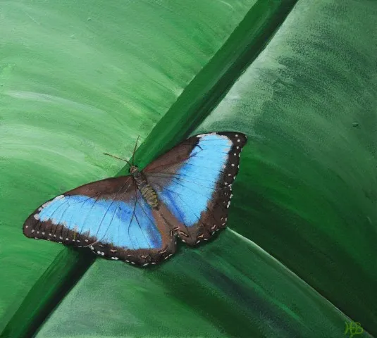 Morpho vlinder